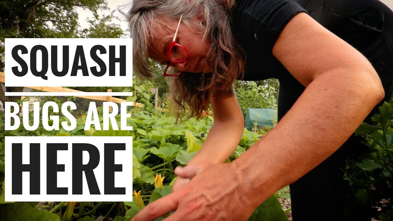 SQUASH BUGS | How to Prevent an Outbreak