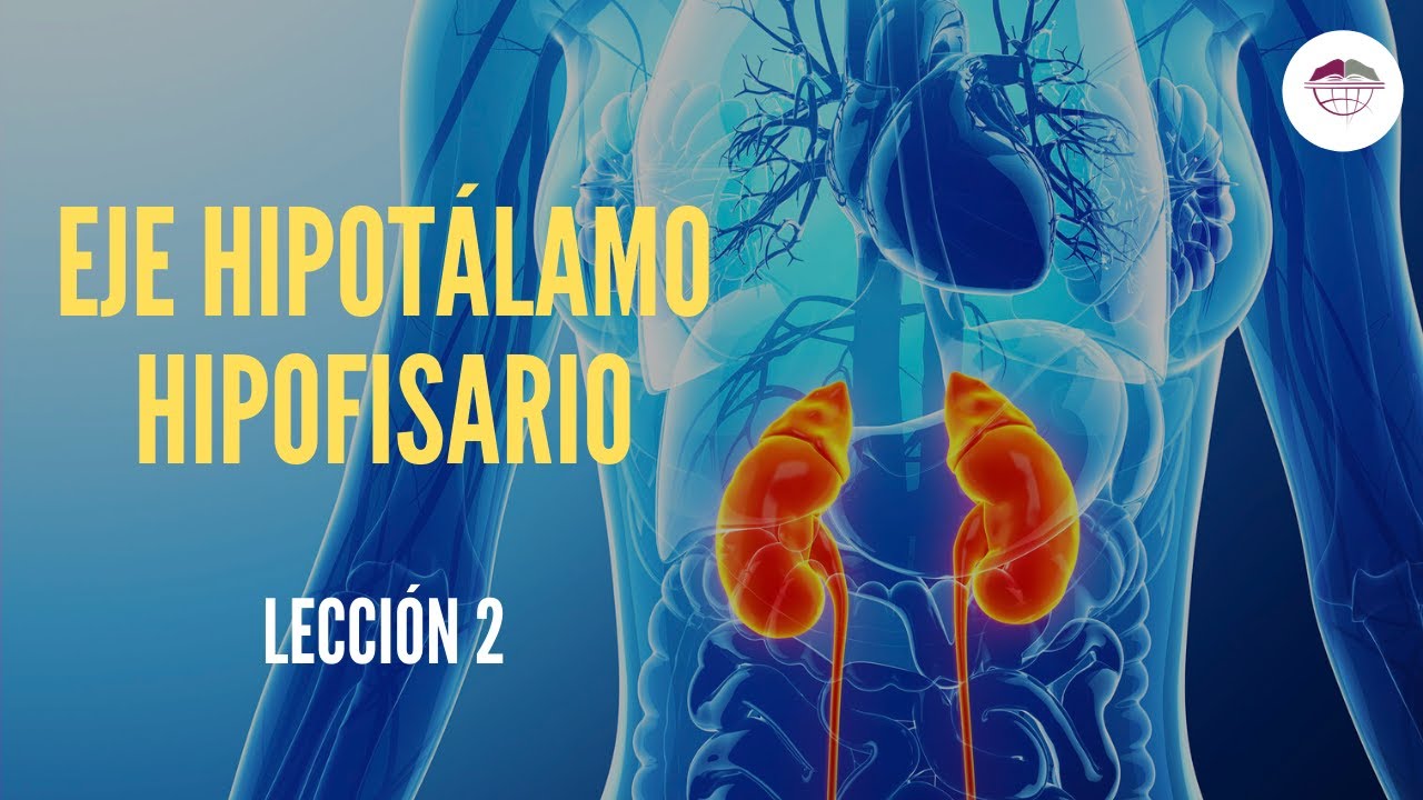 2. EJE HIPOTÁLAMO HIPOFISARIO (FISIOLOGÍA DEL SISTEMA ENDOCRINO)