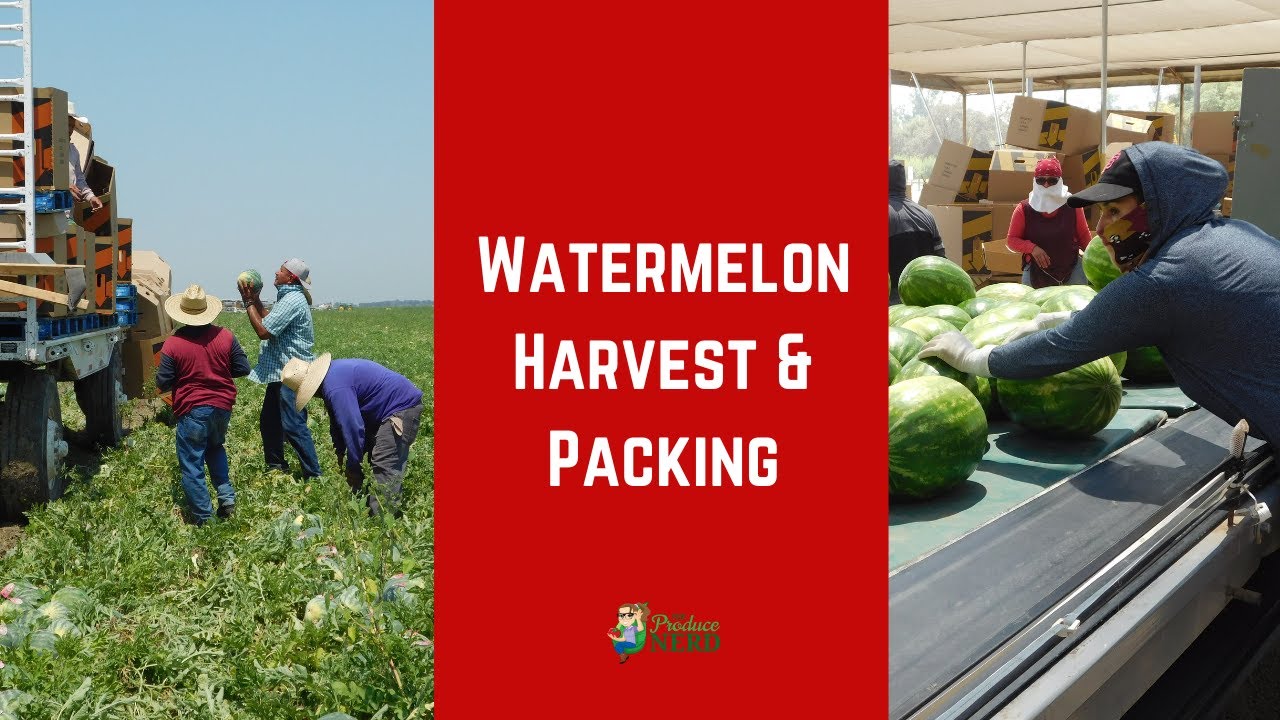 California Watermelon Harvest & Packing