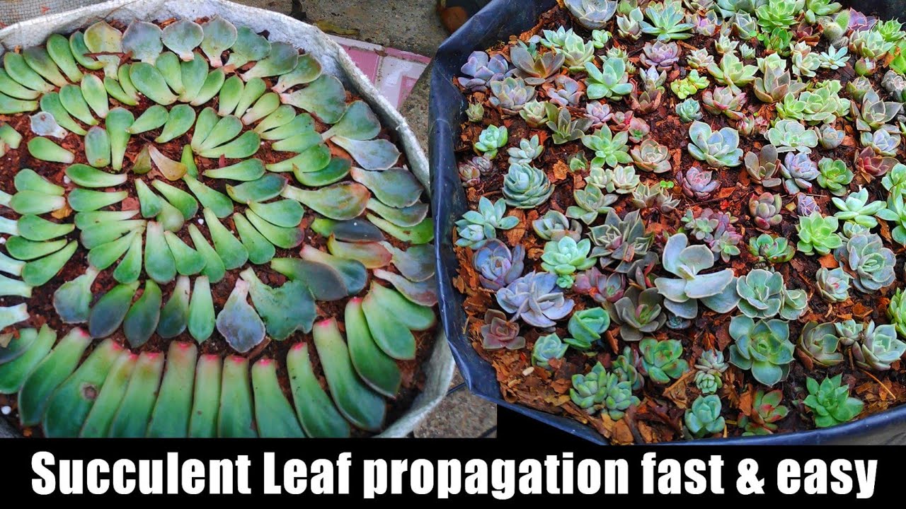 succulent leaf propagation in details | fast & simplest method