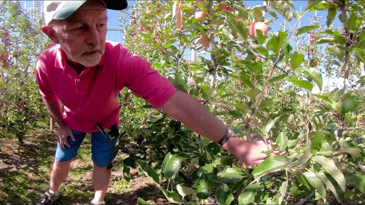 New Zealand's orchard of the future with Stuart Tustin - 360 VR
