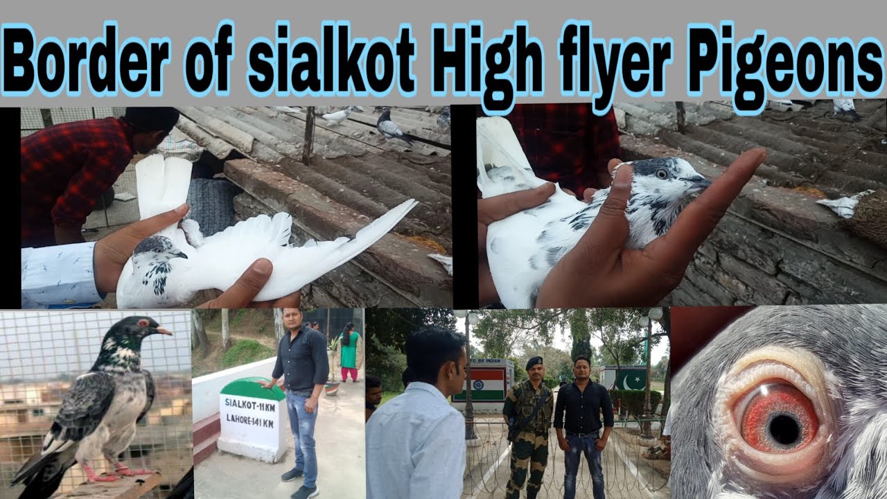 Border of(sialkot  Pakistan  )High flyer Pigeons loft of balveer Singh by Shadab Malik,