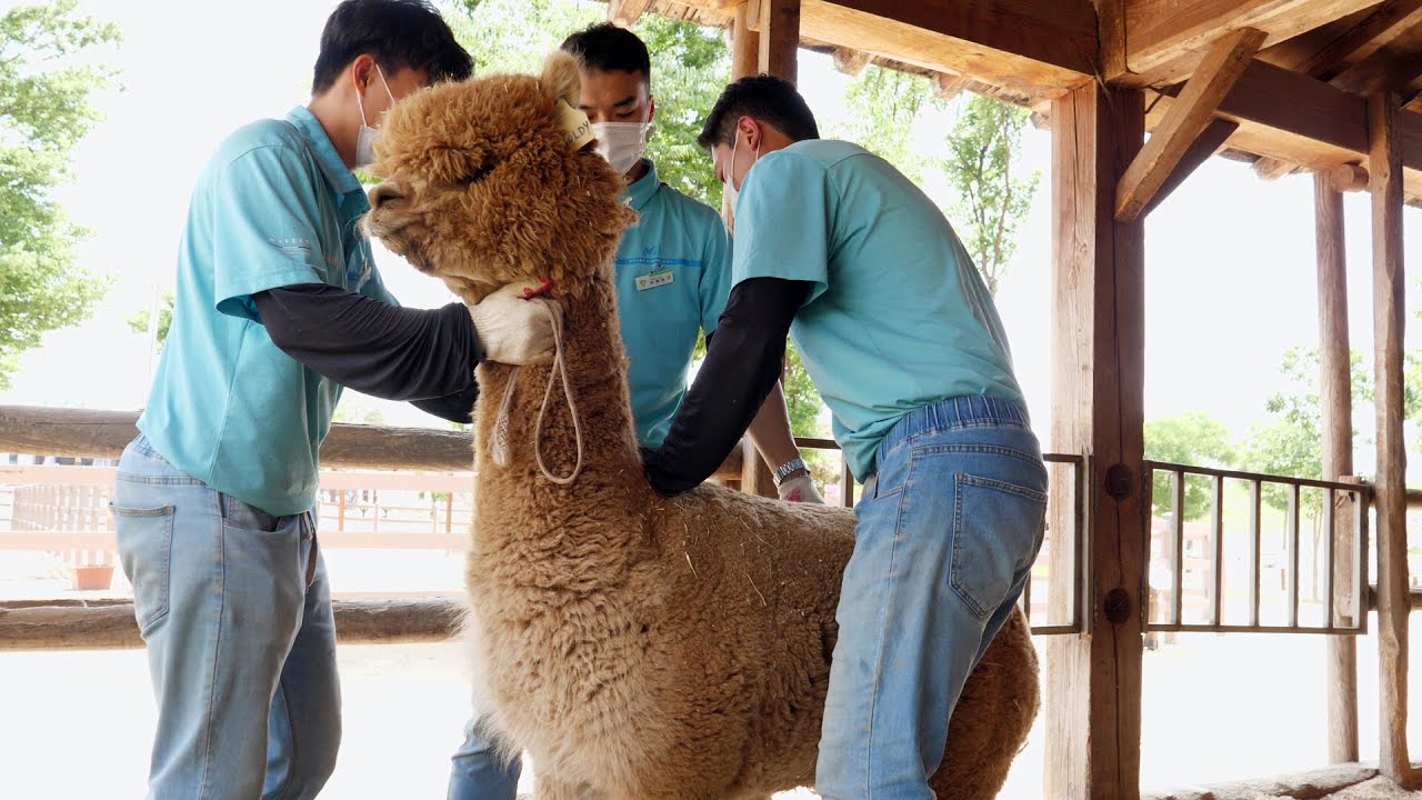 Процесс бритья милой альпаки. Корейский зоопарк