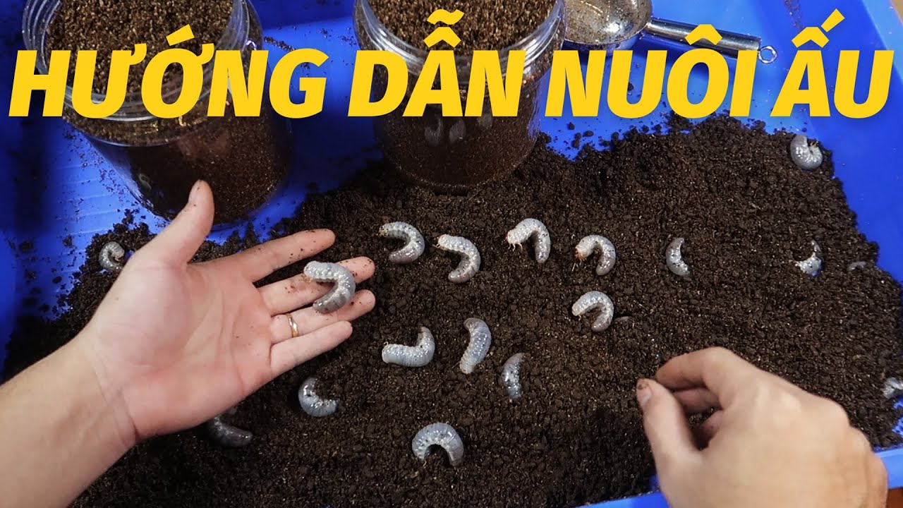 HƯỚNG DẪN NU&Ocirc;I ẤU TR&Ugrave;NG BỌ C&Aacute;NH CỨNG CƠ BẢN
