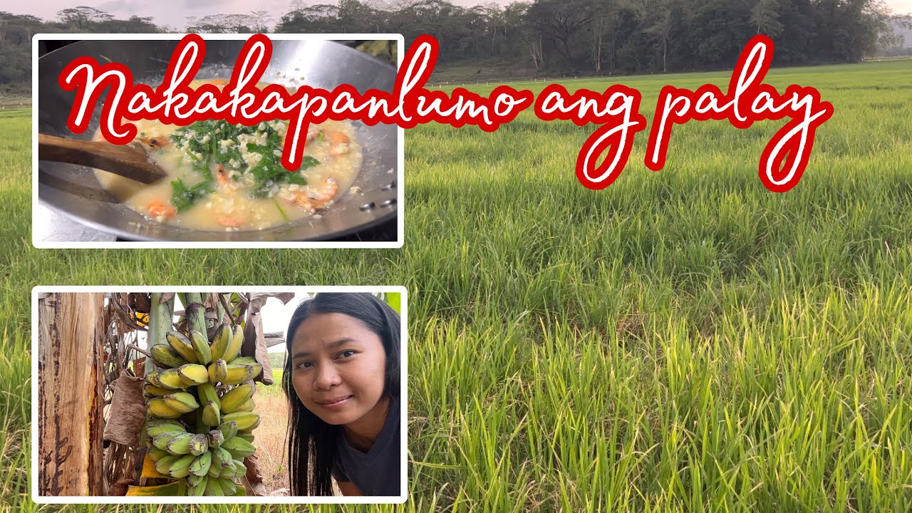 EP143 May aanihin pa kayang palay? + Masarap na ulam para sa hapunan