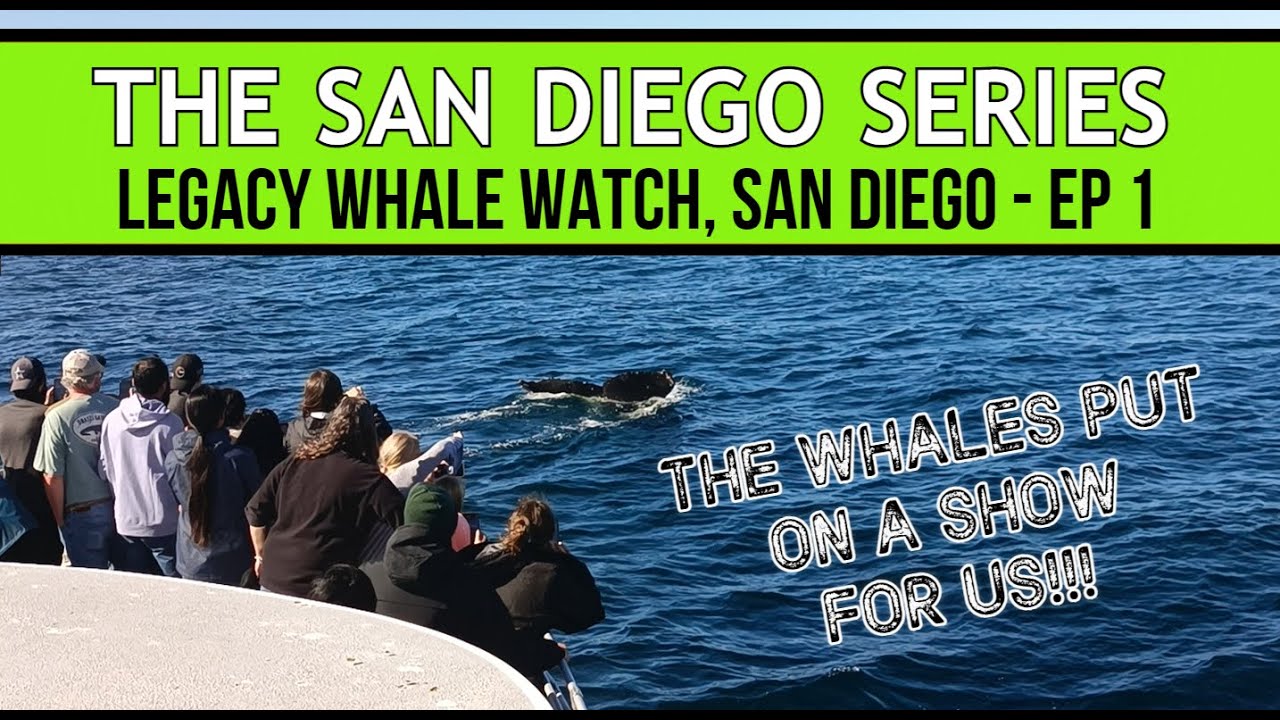 Searching For Whales in San Diego with Legacy Whale Watch  - Ep1 #01