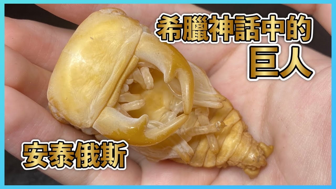 【完全變態】希臘神話中的巨人【安達祐實】化蛹及羽化