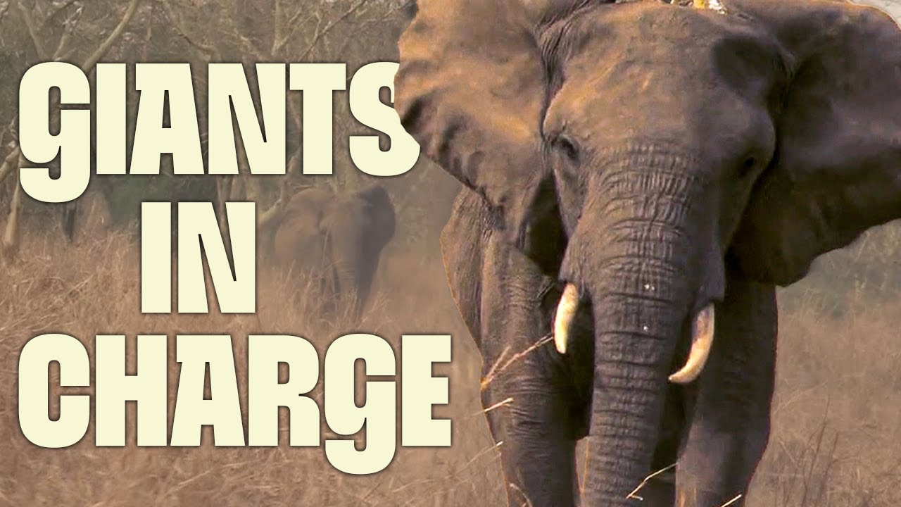 The Wild Comeback Continues | FULL DOCUMENTARY | Gorongosa Park | @Ultimate Nature Documentaries