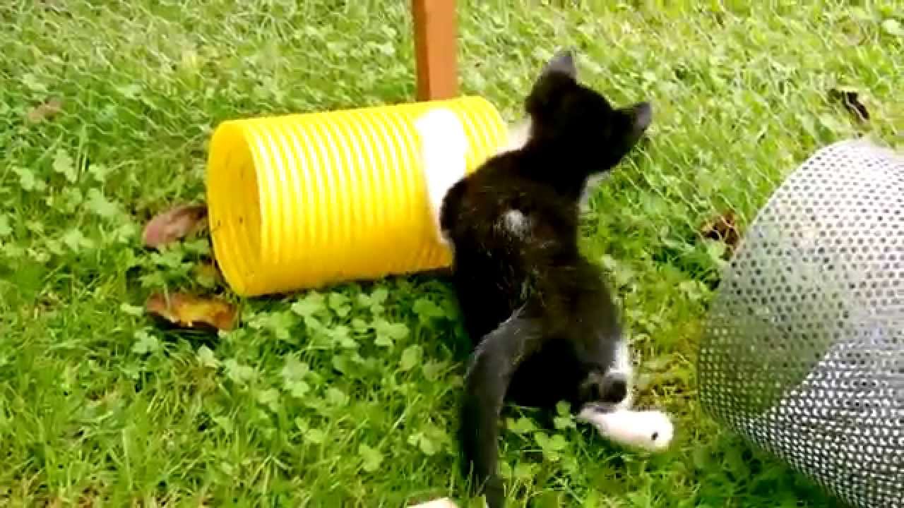 Mucki