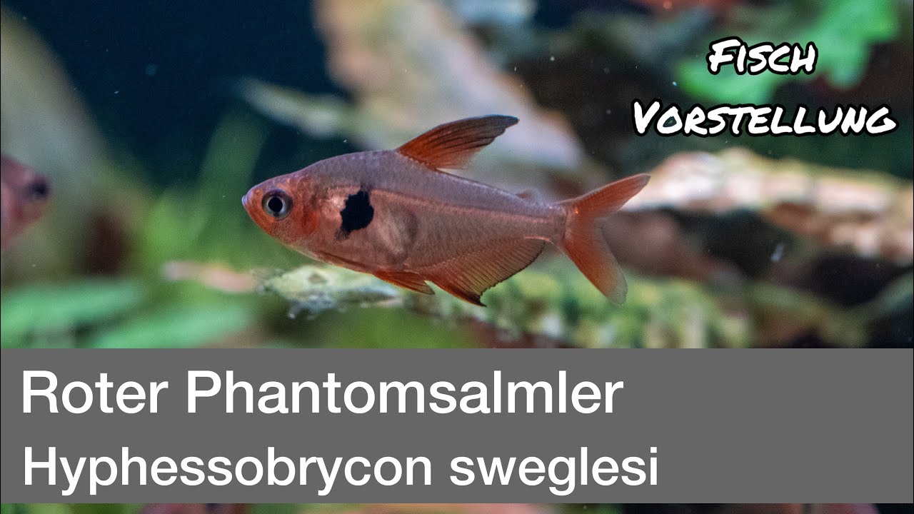 Roter Phantomsalmler - Hyphessobrycon sweglesi | Liquid Nature Fisch Vorstellung