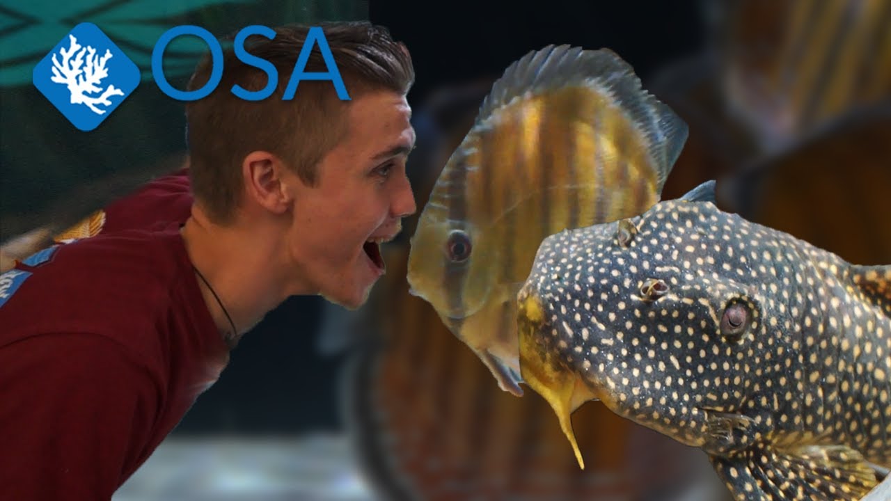 SOUTH AMERICAS RAREST PLECOS 🪵MOST * EXPENSIVE * WE HAVE EVER SEEN!💰💸 (Wild Pelcos and discus)