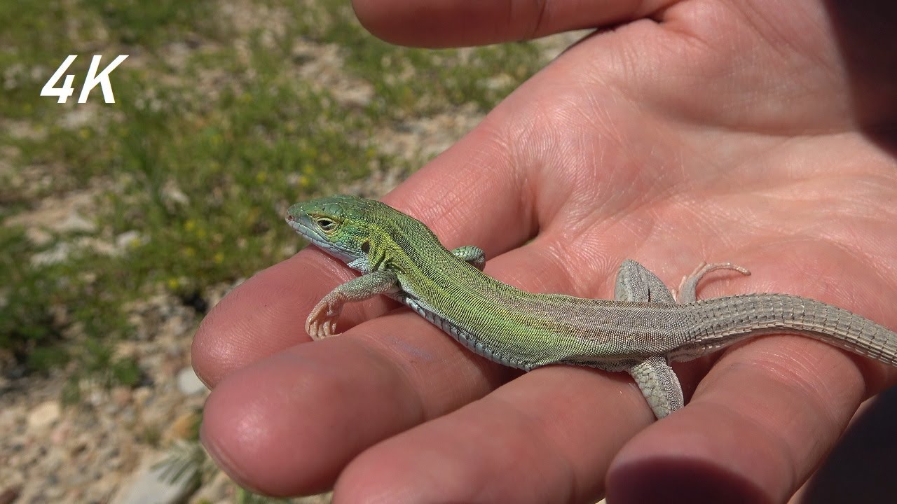 Six-lined Racerunner (4K) - Episode 16