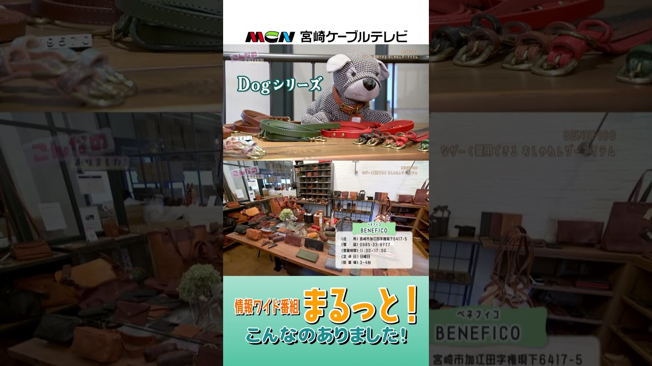 『BENEFICO』情報ワイド番組まるっと!「こんなのありました！」 #ベネフィコ #レザー #革  #まるっと