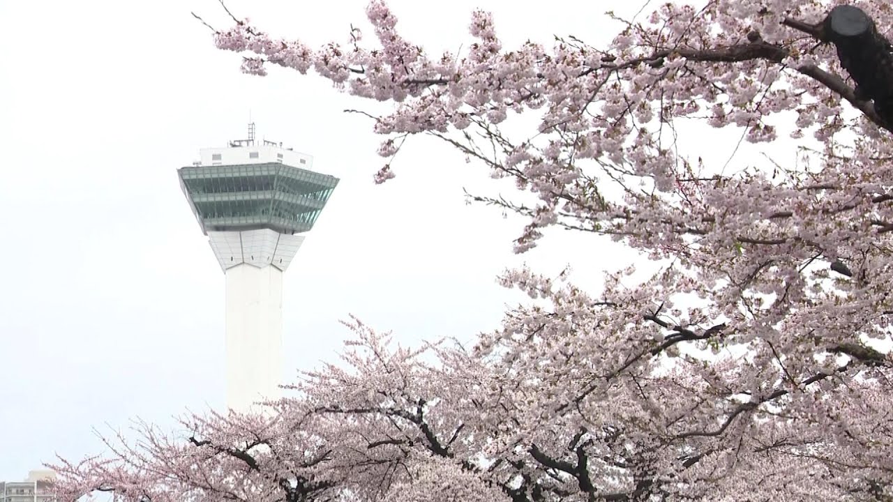 【ゴールデンウィークなのに季節逆戻り!?】石北峠は“雪景色”で除雪車が出動＿前日に開花した帯広市は『冬ザクラ』に…満開となった函館の五稜郭は展望できるタワーが大人気に！〈北海道〉