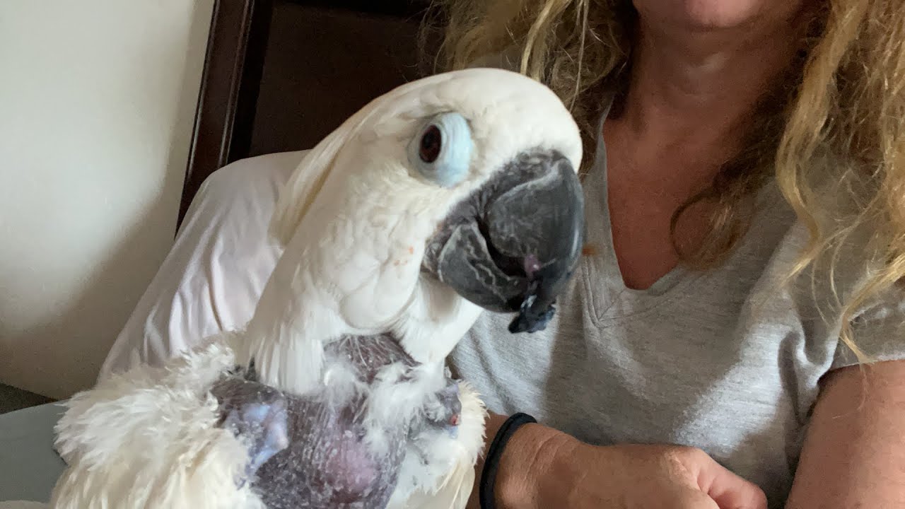 Victoria Cockatoo Waking Up After Ger CT Scan