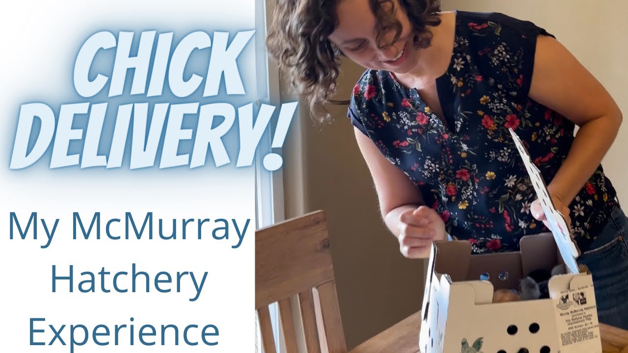 Ordering Chicks Through McMurray Hatchery (Chick Delivery by Mail)