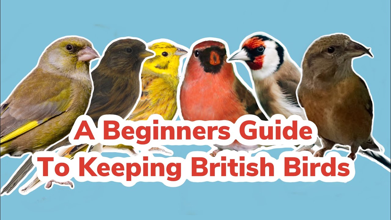 A Beginners Guide to Keeping British Birds in Captivity