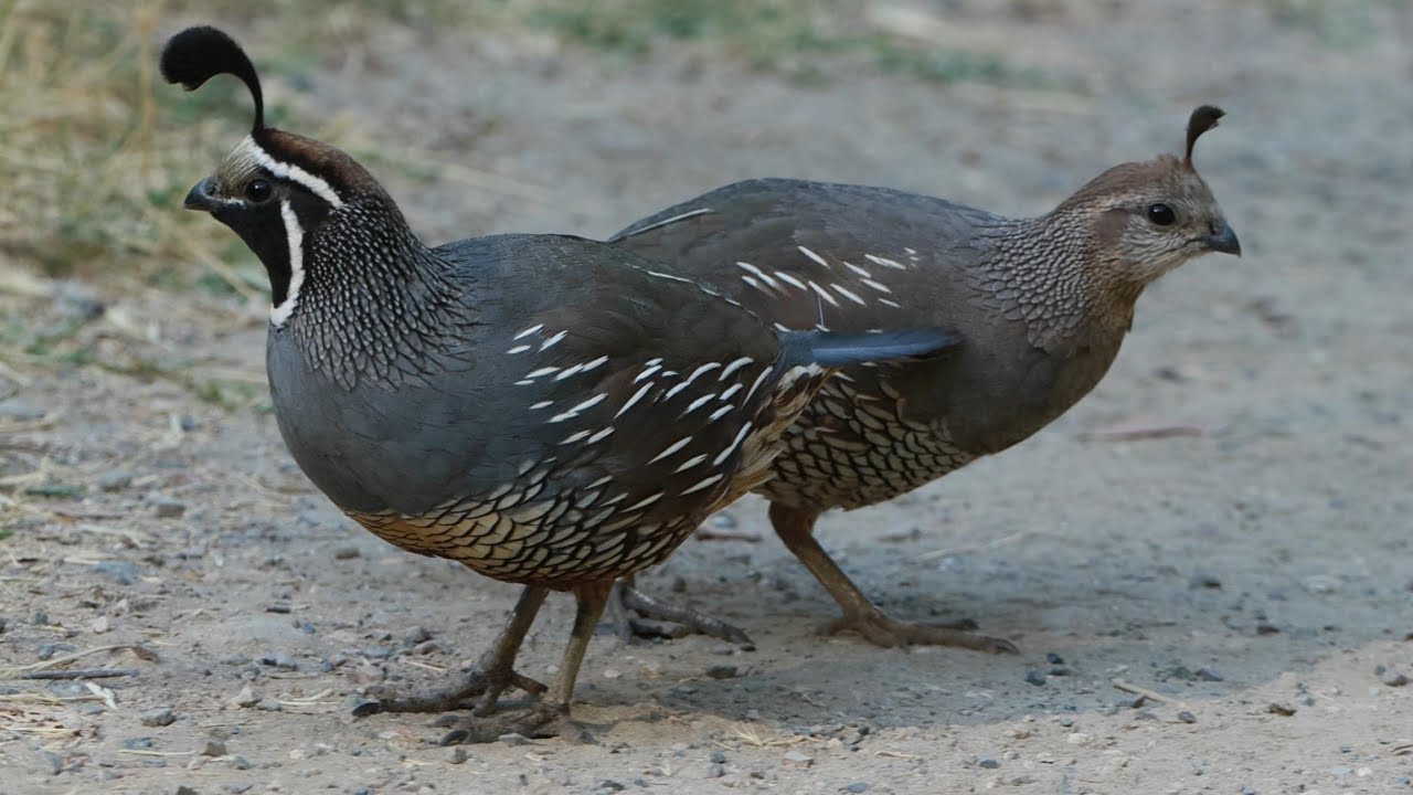 California Quail family