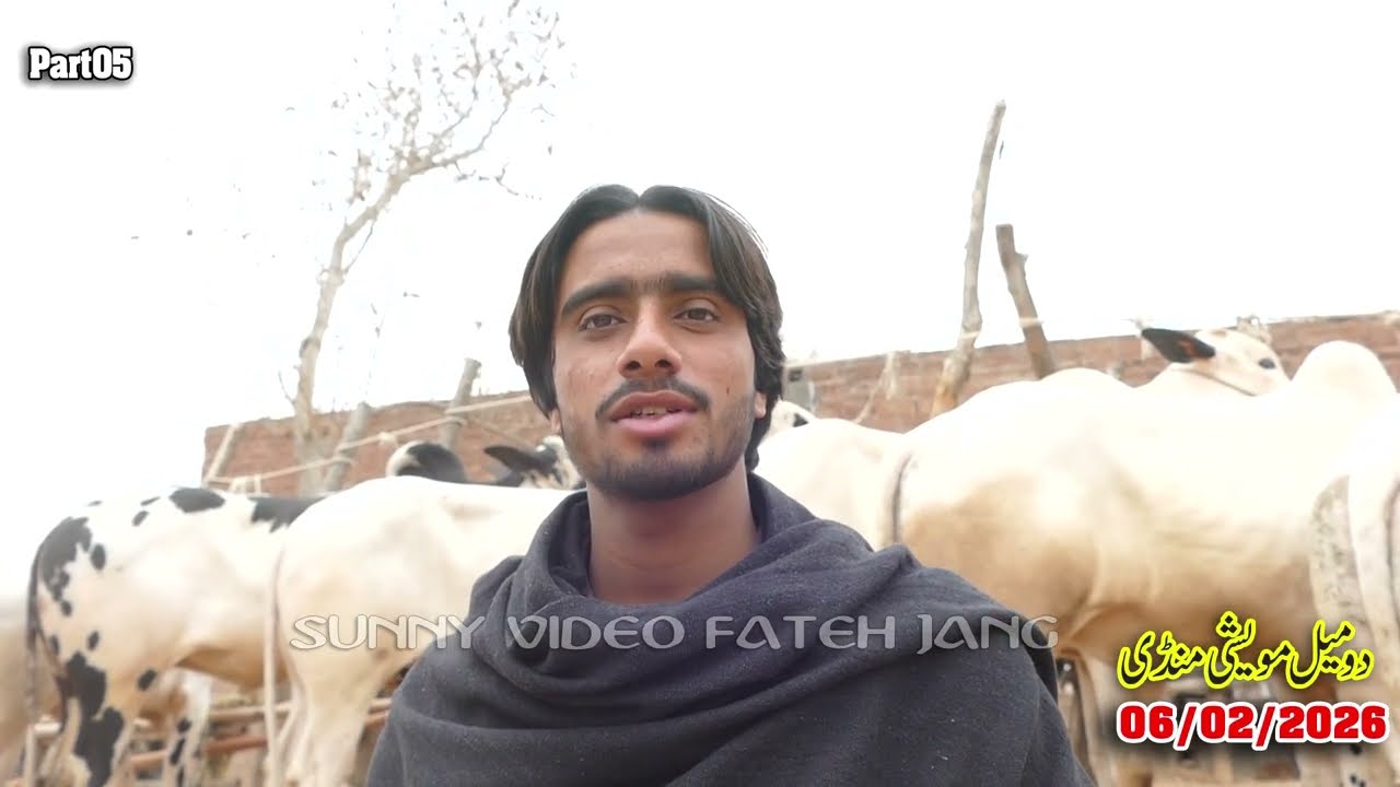 Today Domail Mandi Fatehjang Rate’s update06/Feb2026-Part05Sunny Video Fateh Jang Cow Mandi 2026