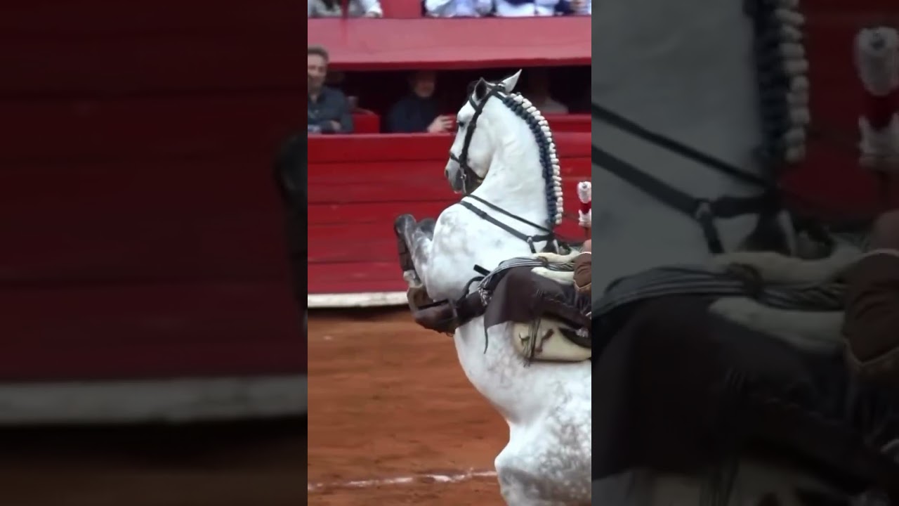 Caballo lusitano rejoneo #horse #caballos #equestrian #animals #art