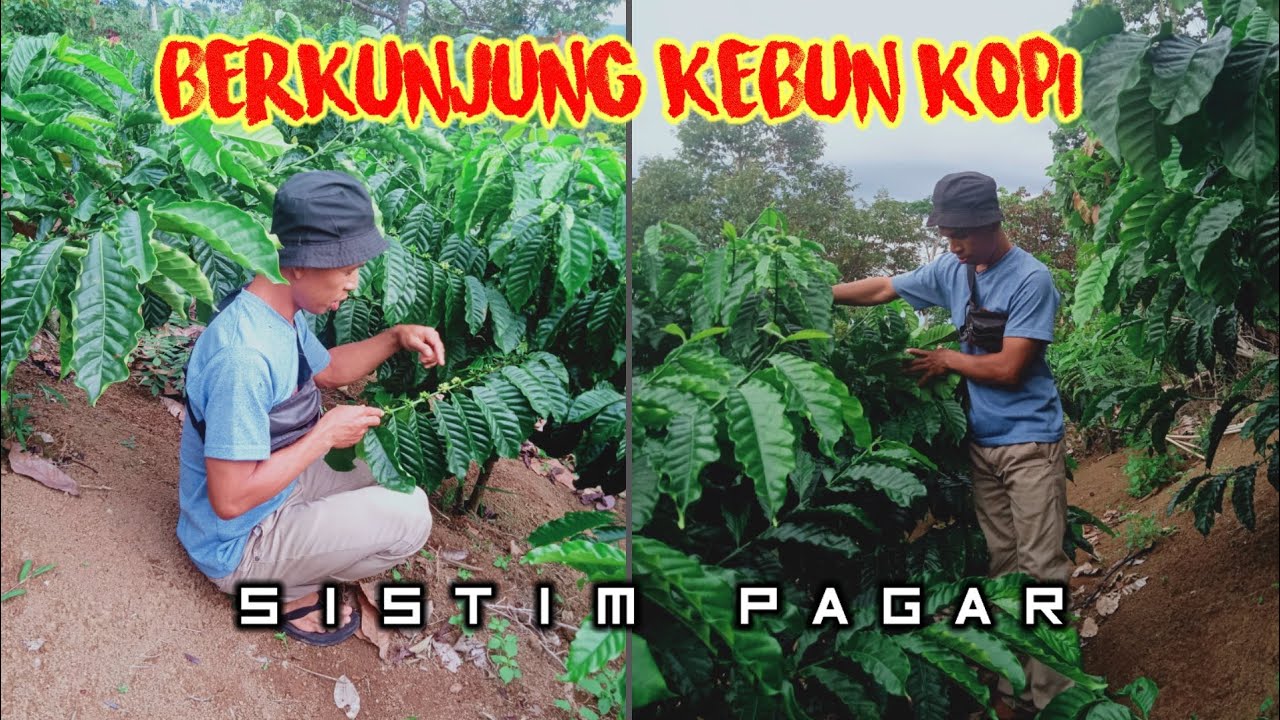 Berkunjung ke kebun kopi sistim pagar #kopiberazil 