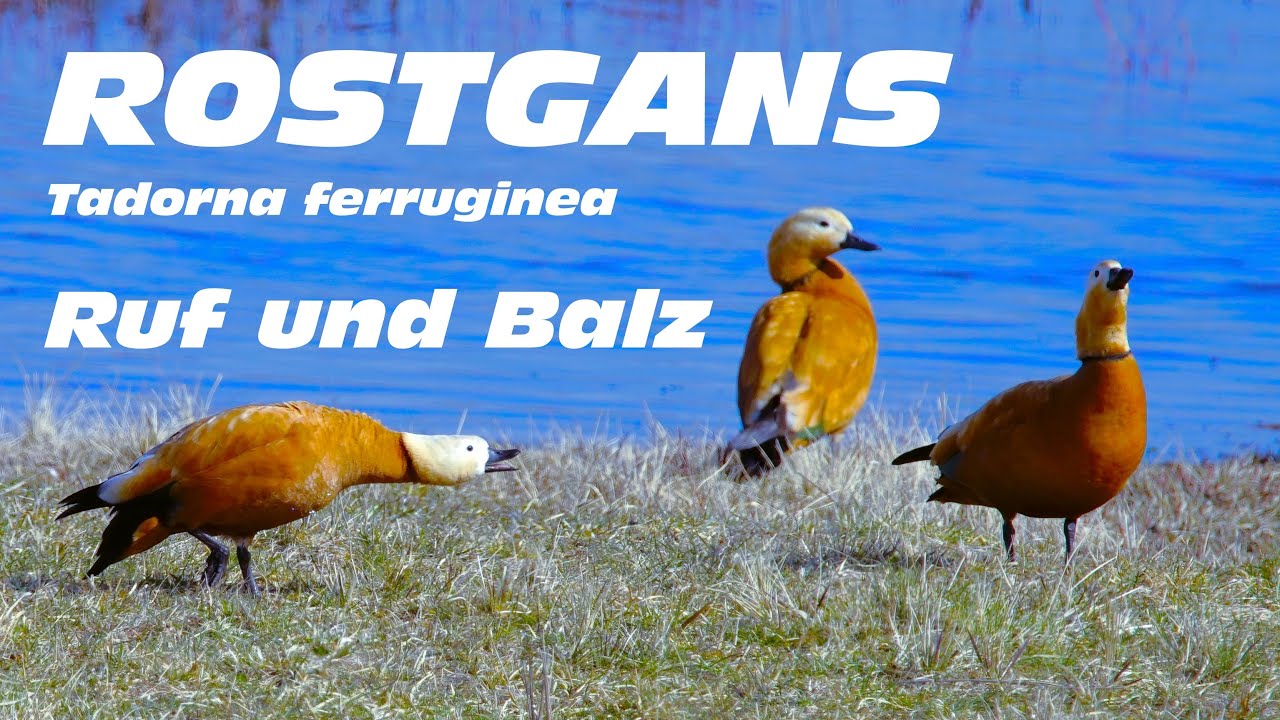 Rostgans Ruf -  Tadorna ferruginea - Kasarkas
