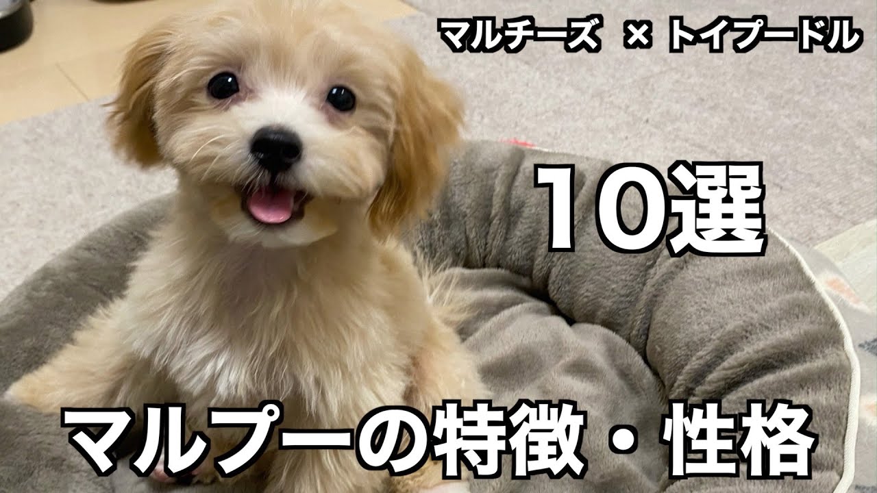マルプーの特徴・性格10選！【ミックス犬】