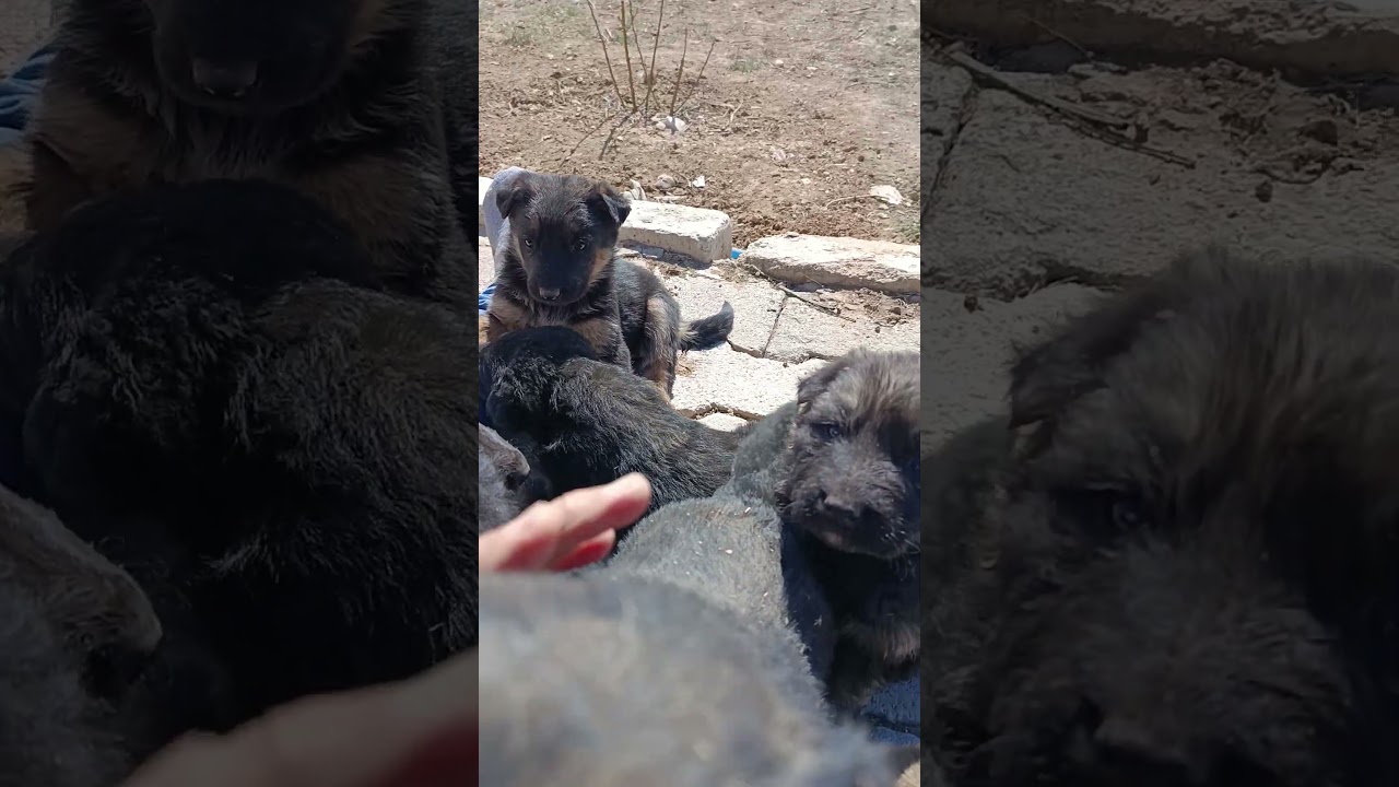 yavrular la biraz vakit ge&ccedil;irdik