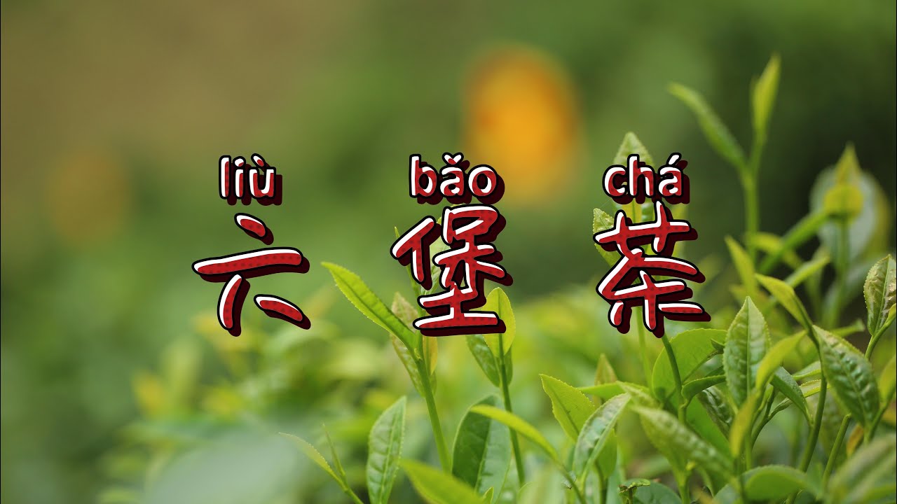 Is Liubao tea the most mysterious tea? #Intangible Cultural Heritage