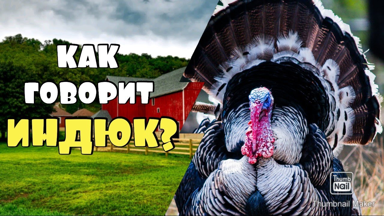 КАК ГОВОРИТ ИНДЮК / ЗВУКИ ИНДЮКА 🦃  #индюк #индейка #звуки_индюка #домашние_животные