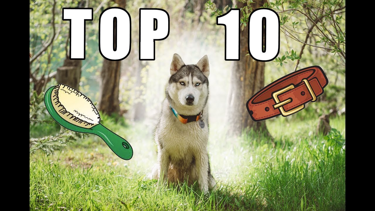 10 Best Tools for Huskies | Little Husky Voodoo