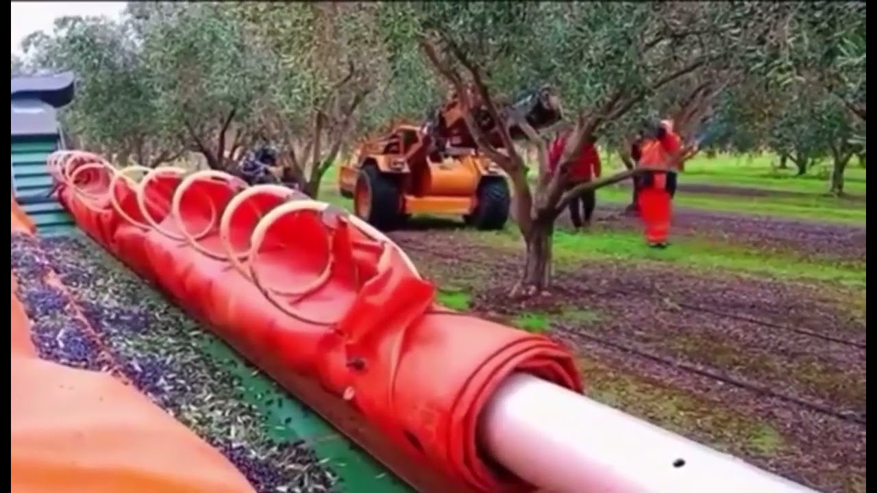 أحدث آلات جني الزيتون 😱