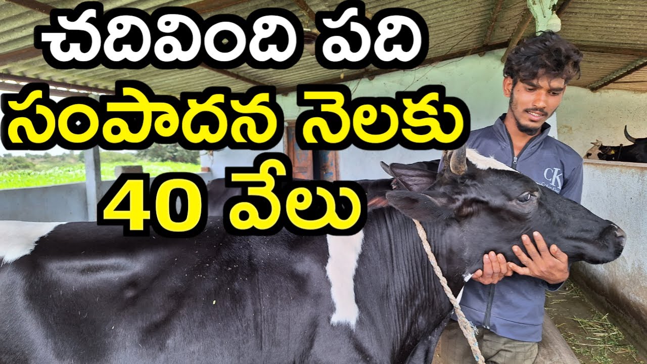 10 వరకు చదివాను|Young farmer china dairy farm @MalleshAdla