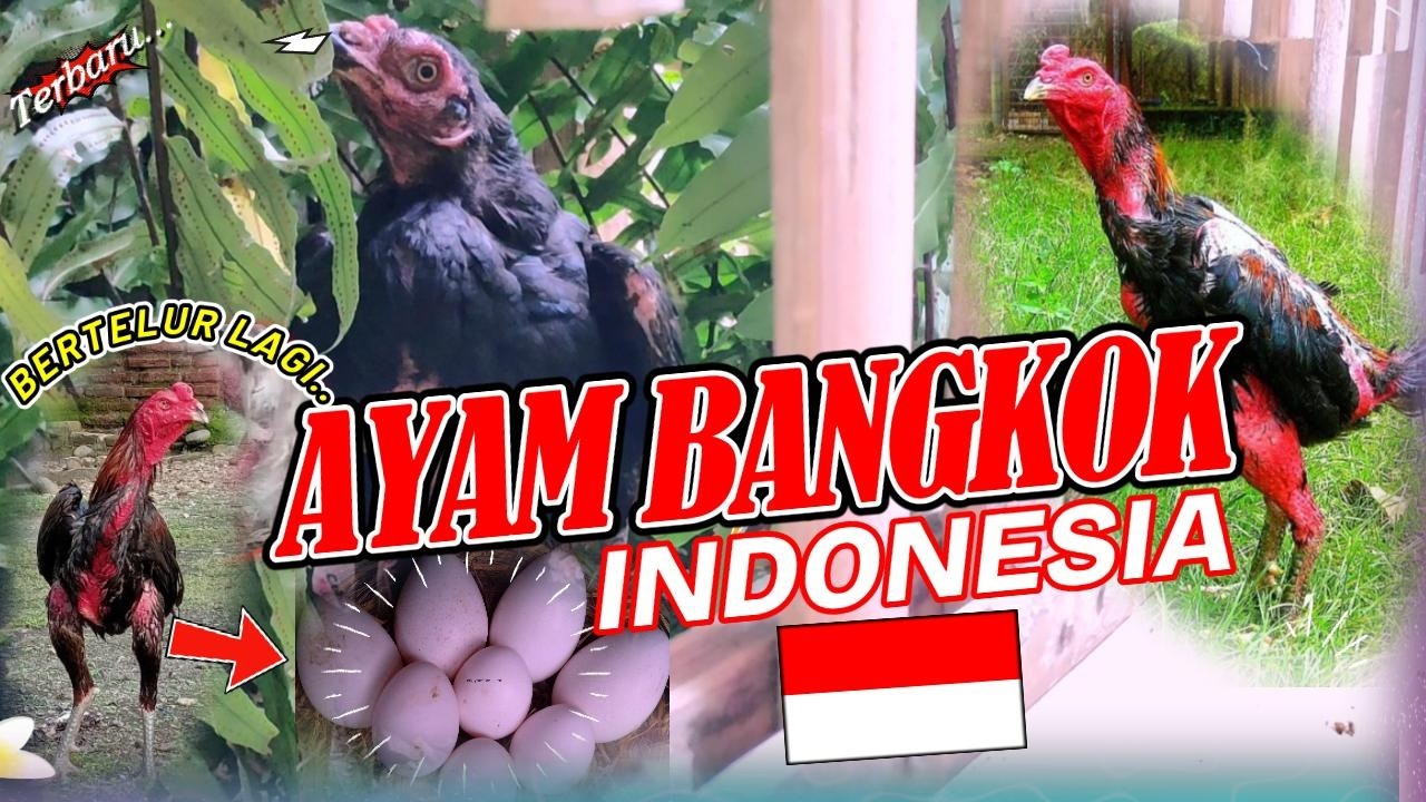 AYAM BANGKOK ASAL INDONESIA #trending #viral #ayam #video #youtube #youtubeshorts #2026 #bangkok