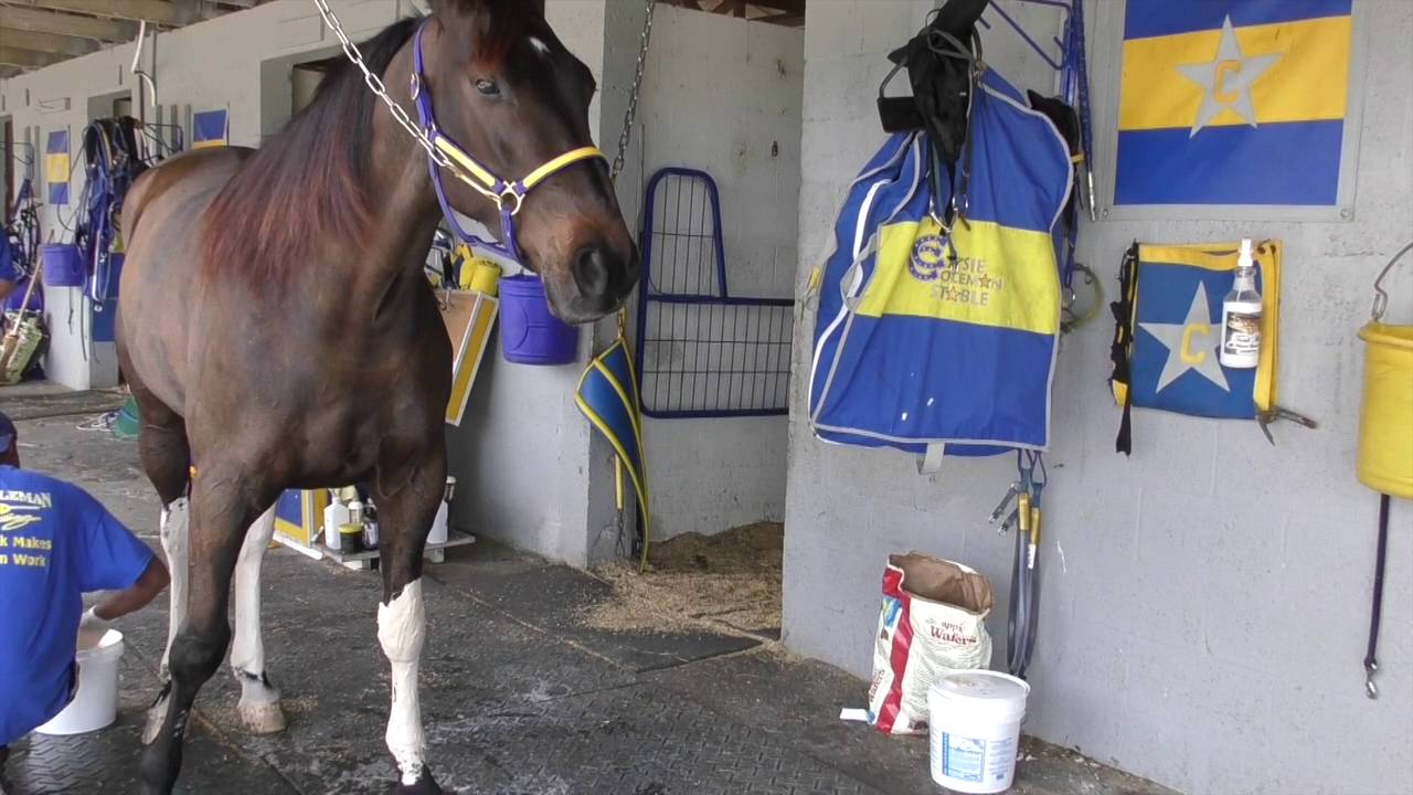 Tack to Track presented by Jacks - How to apply poultice to legs after training