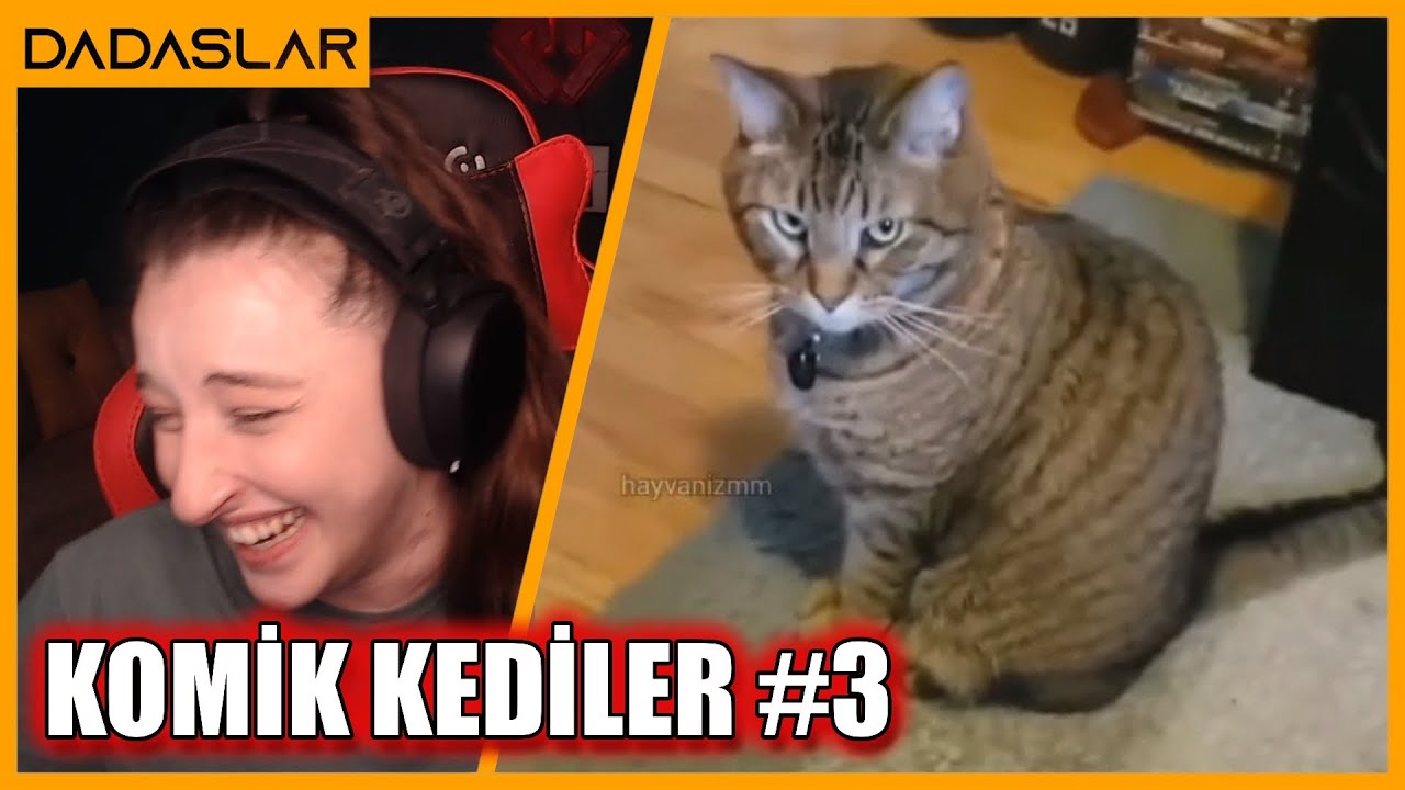 Pqueen - Aşırı Komik Kedi Videoları İzliyor #3