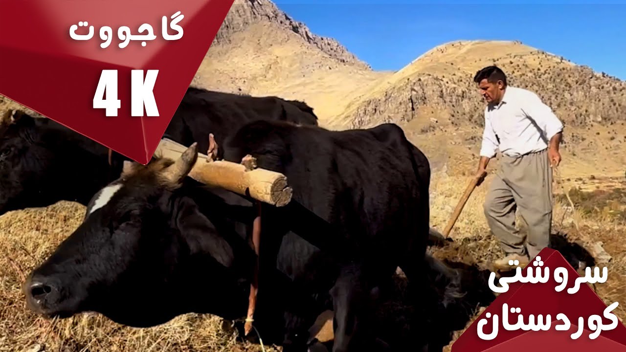 #4k  گاجووت سروشتی کوردستان.. ئایستار فۆلکلۆر Natcher of kurdistan 4k