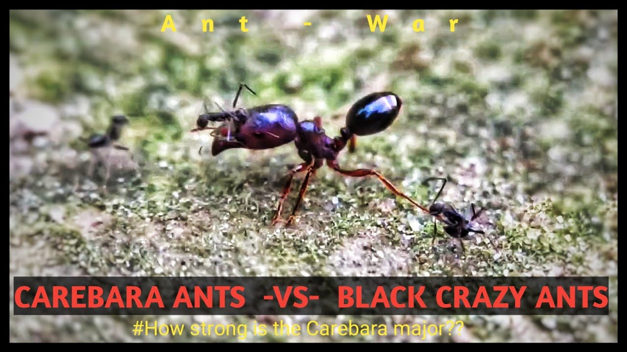 CAREBARA ANTS VS BLACK CRAZY ANT (PART-1)