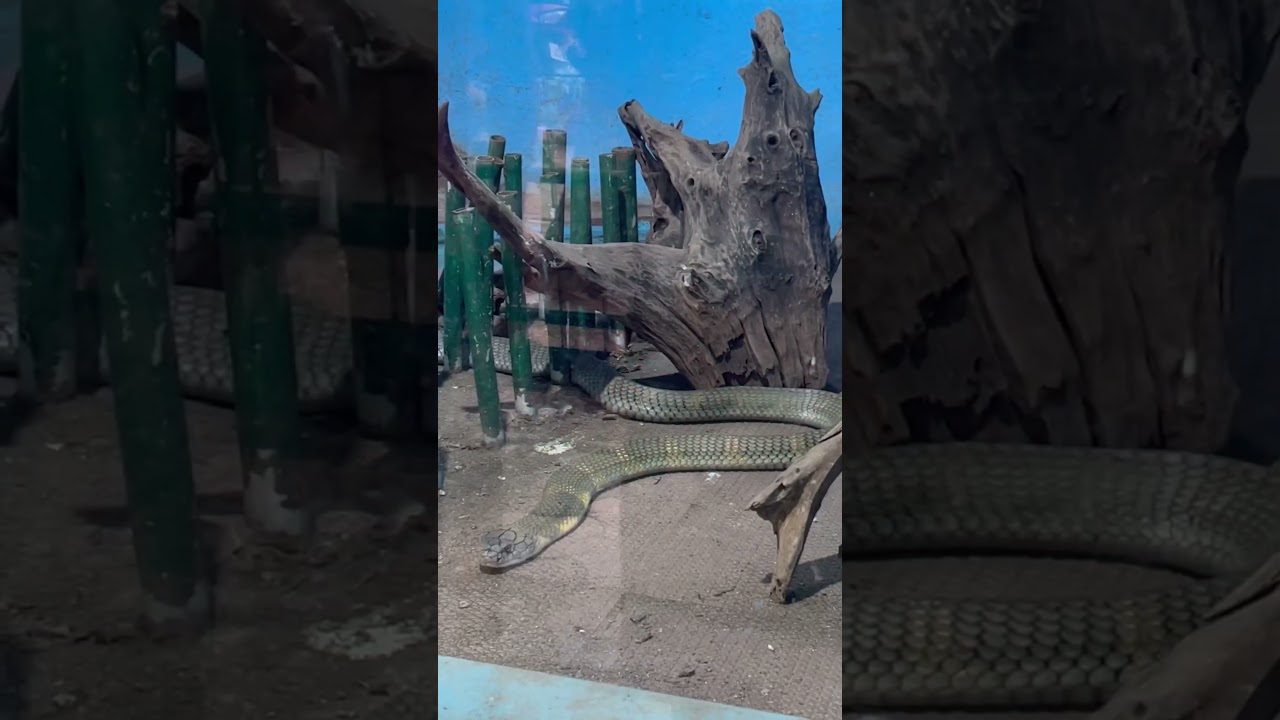 🐍 King cobra snake park Palakkad | 🤯 malampuzha snake park in Kerala | malampuzha dam