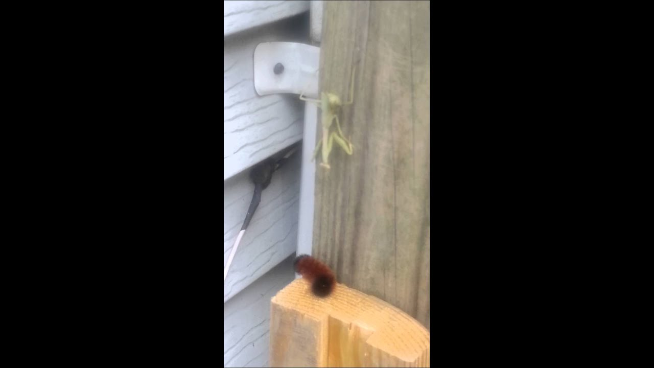 Missed meal.praying mantis vs. Caterpillar.