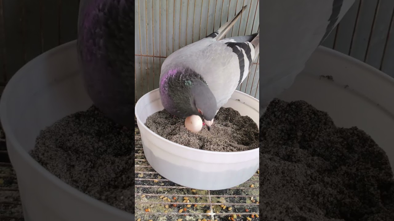 Umitlog na mga breeder natin para sa south race 2026