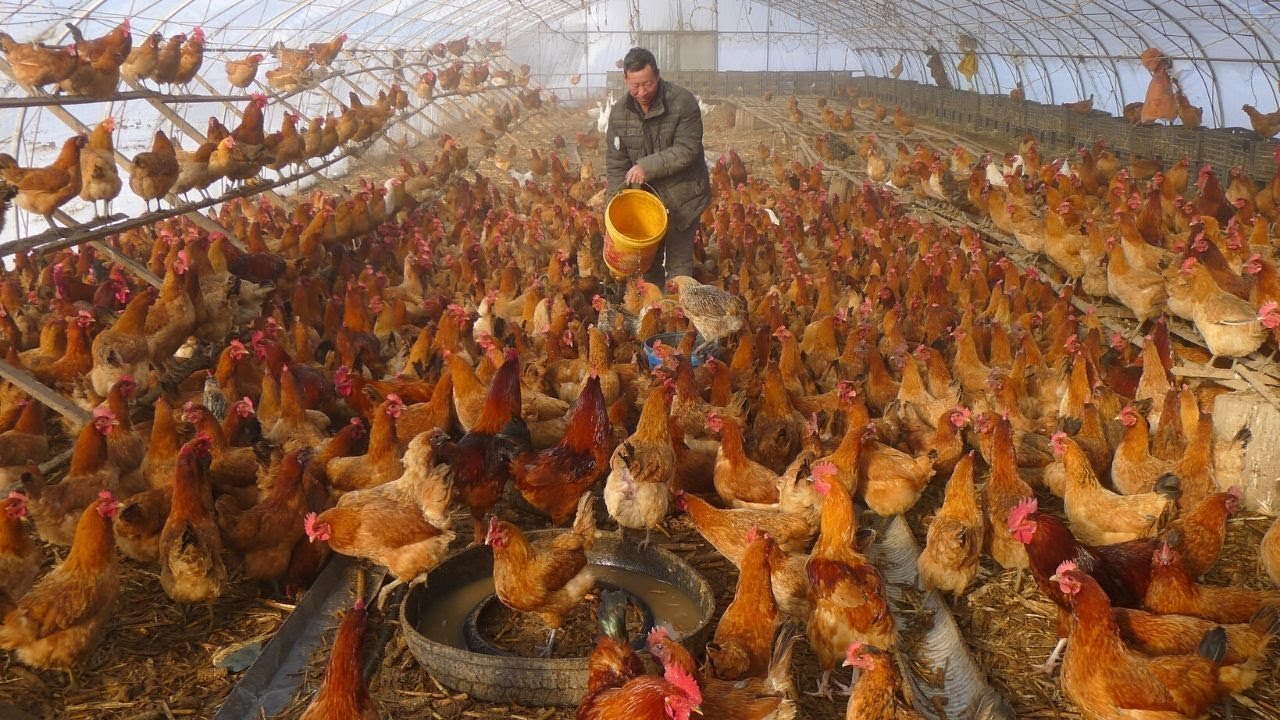 Chicken prices crash in Hyderabad - IND TODAY