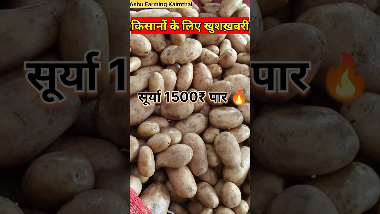 जुलाई की शुरुआत🚀मे आलू ने भरी उडान 🔥⬆️ आलू हुआ 1500 पार #aalukabhav #potatorate #aalu #potatomarket