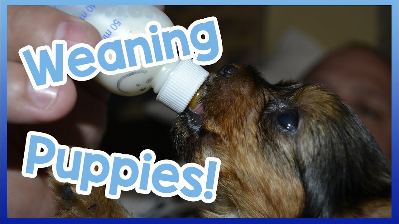 When Should Puppies Start Eating Food?