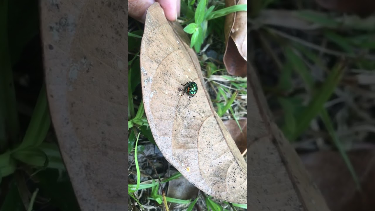 มวนตองแตก..Jewel bug