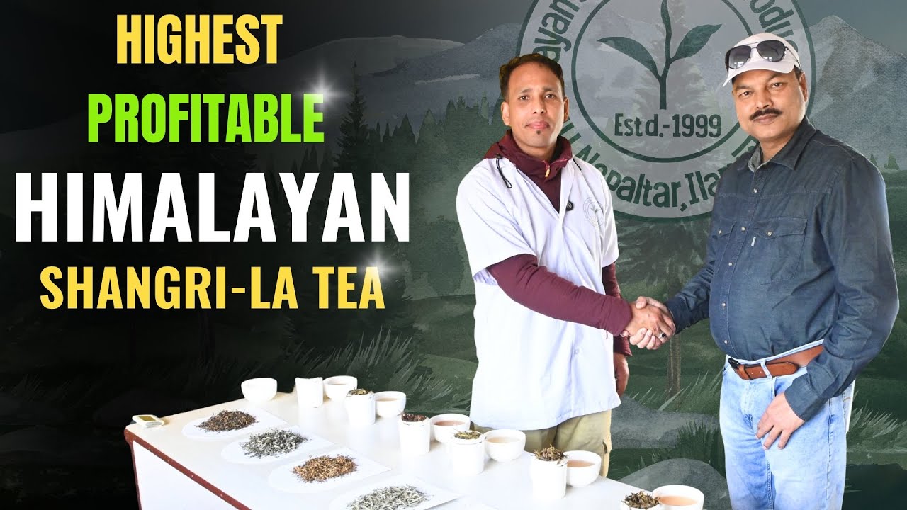 Himalayan Specialty Tea  #teabusiness #teaeducation #chaiguru