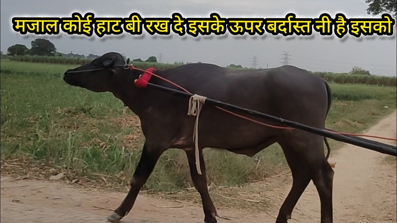 बहुत ही चालक लवारा है हिमांशू भाई का आज पहली बार जुआ रखा है सनते पे चल राहा है शानदार न्यू एंट्री..