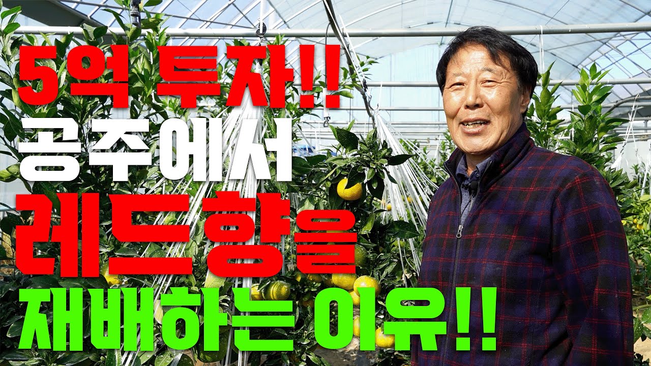 레드향재배 이제 충청남도에서도 가능합니다!! ㅣ당도 높은 레드향 재배노하우 ㅣ 레드향 재배 ㅣ 레드향 귀농귀촌