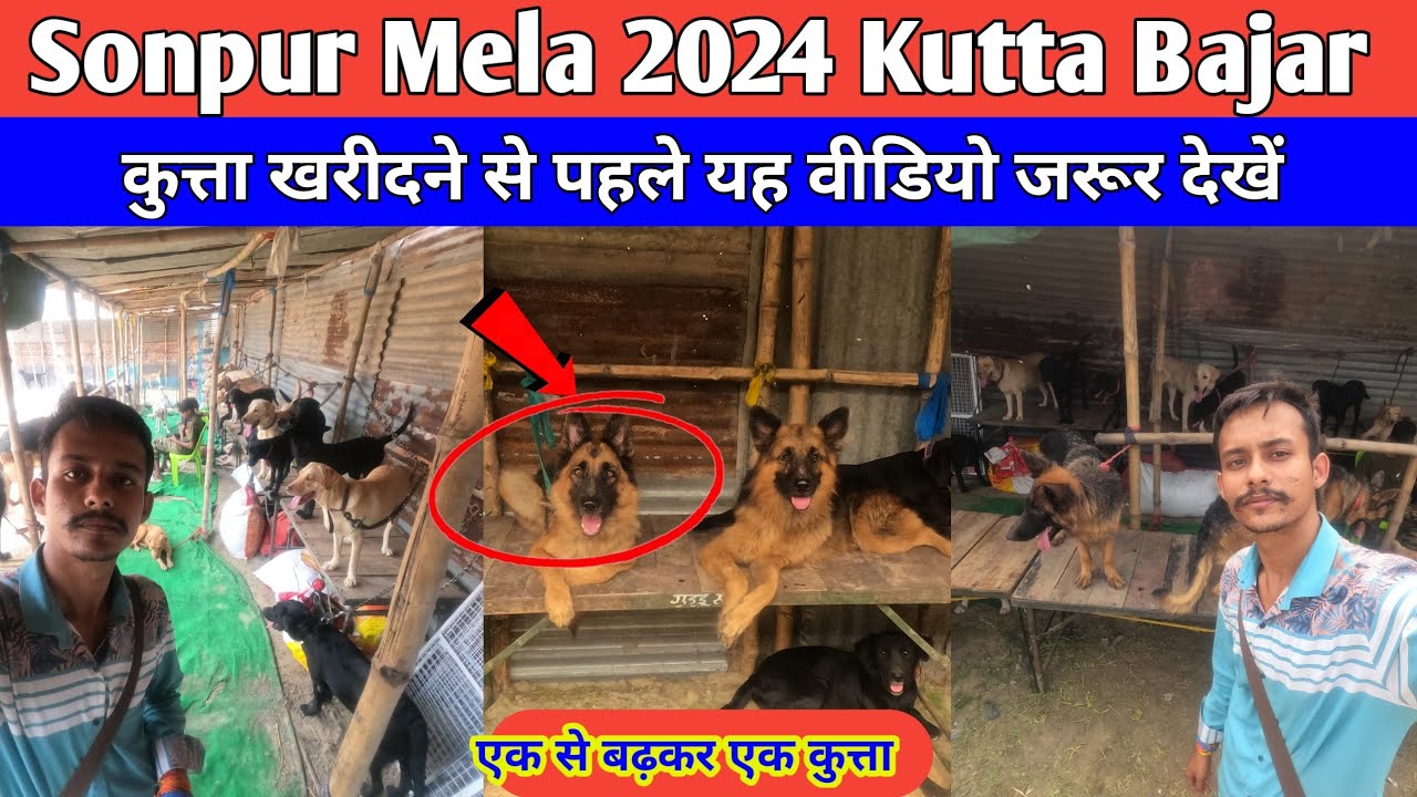 Dog Market Sonpur Mela 2024✨ | Sonpur Mela Dog market | 2024 Sonpur Mela Dog market | kutta bajar