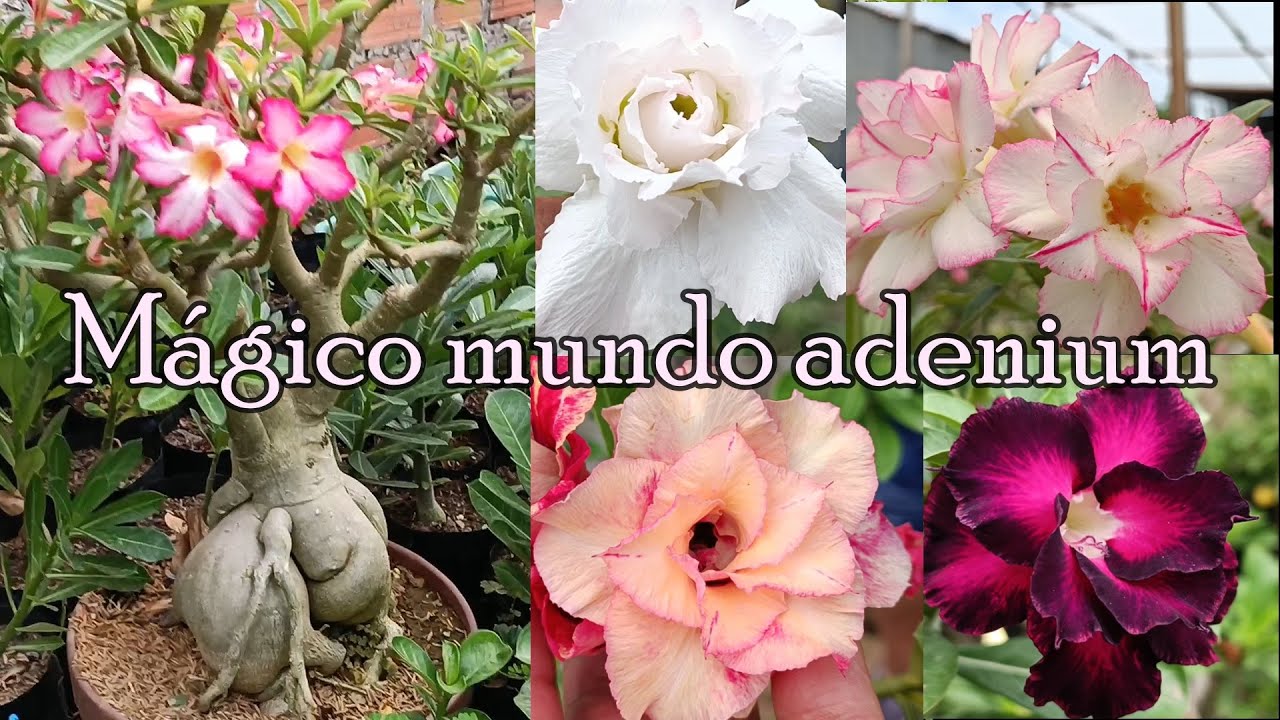Colección adenium obesum en Pucallpa - Peru #suculentas #raresucculents